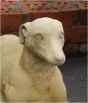 Greyhound Dogs