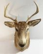 Large vintage deers head with antlers