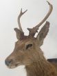 Antique deer head on mount