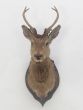 Antique deer head on mount