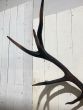 Large Vintage black antlers on black plaque