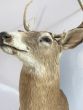 Large vintage deers head with antlers