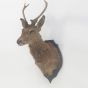 Antique deer head on mount