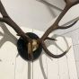 Large Vintage black antlers on black plaque