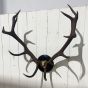 Large Vintage black antlers on black plaque