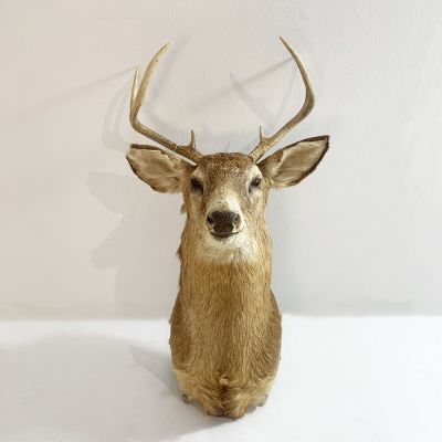 Large vintage deers head with antlers