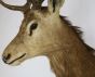 Vintage deer head