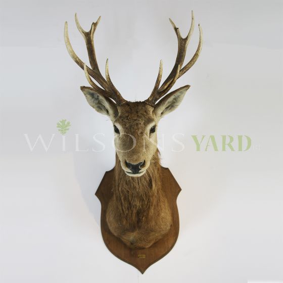 Vintage stags head