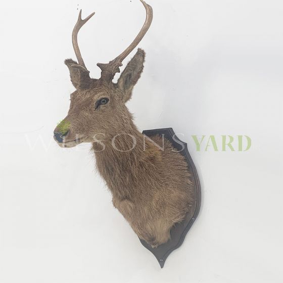Antique deer head on mount