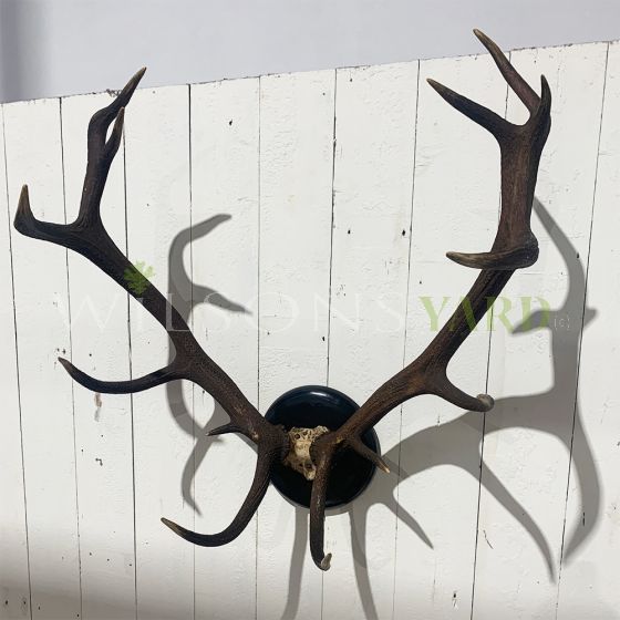 Large Vintage black antlers on black plaque