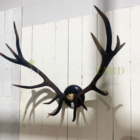 Large Vintage black antlers on black plaque