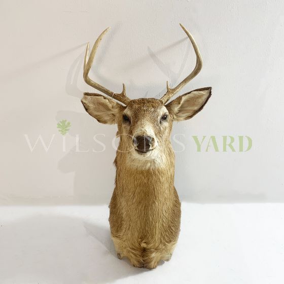 Large vintage deers head with antlers