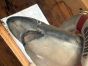 Large vintage shark fish sign